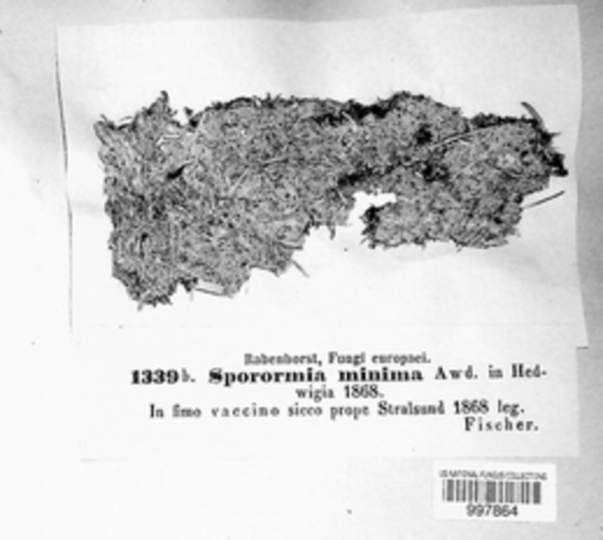 Sporormiella minima image